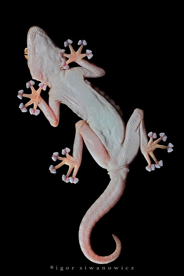 Gecko Feet