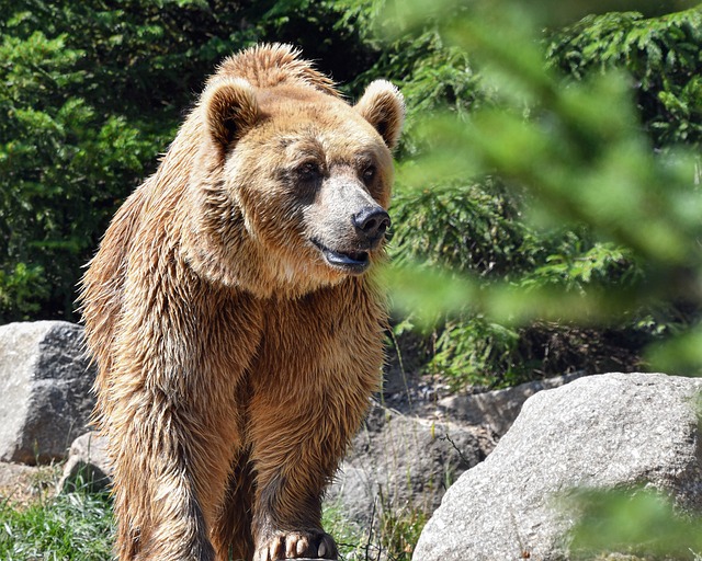 bear, wildlife