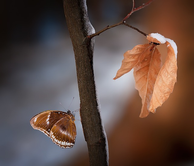 insects