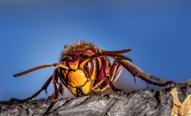pest control