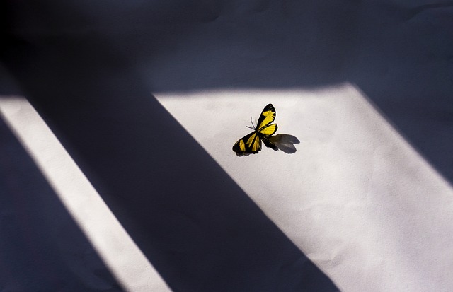 insects