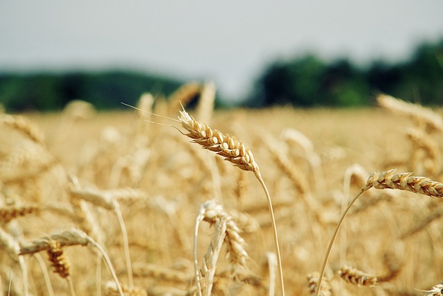 agriculture