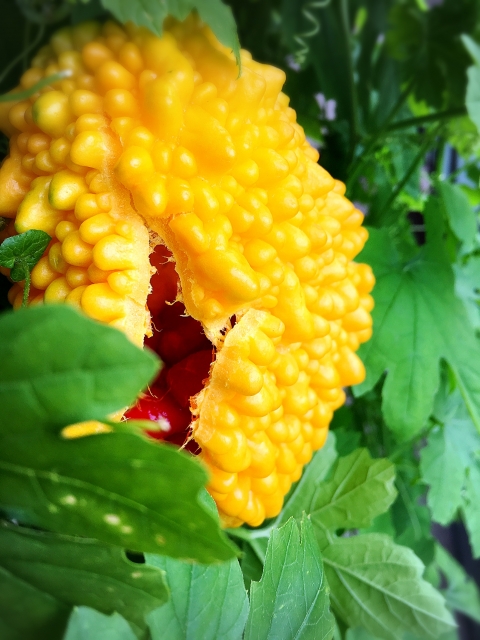 ゴーヤが完熟し、先が自然に割れ始め、中から赤い種が見えてきている様子