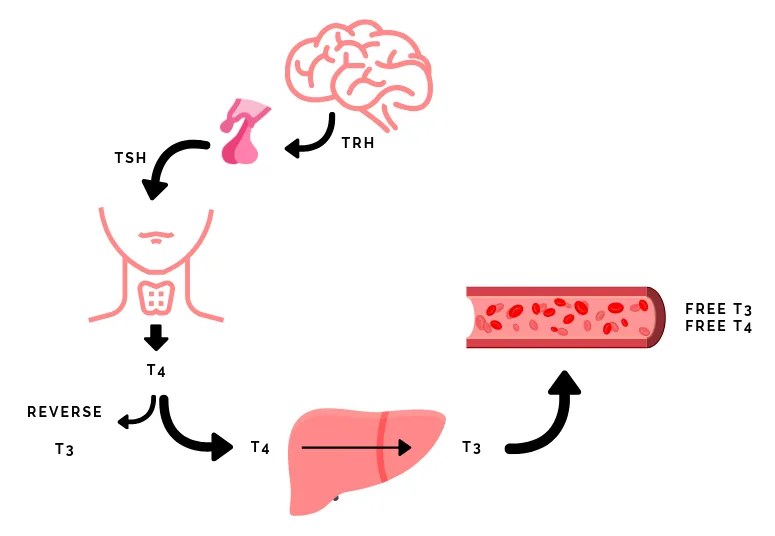 Schildklierproblemen De Oorzaak Het Meten Stress En De Oplossing
