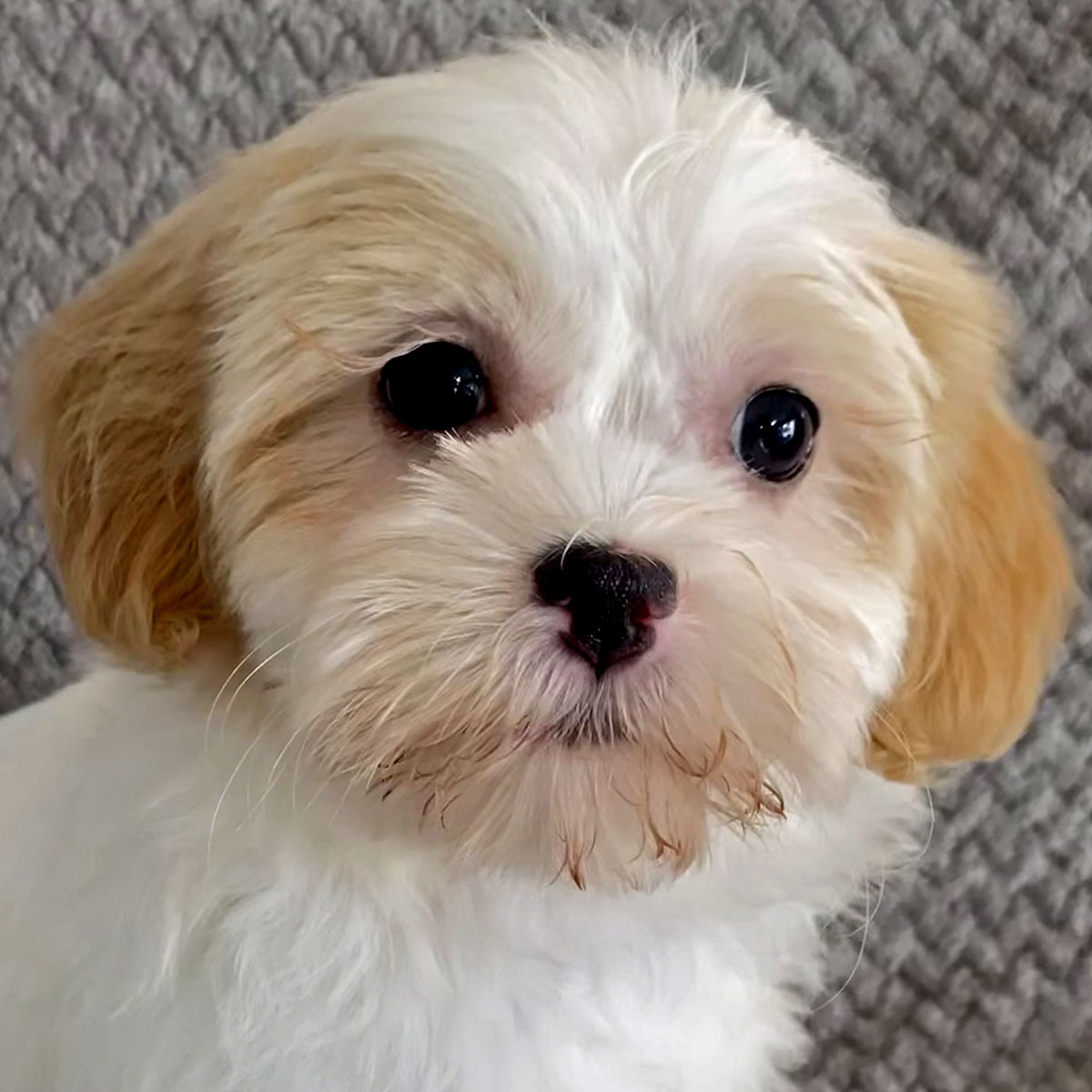 Shih Poo Puppy For Sale Heavenly Puppies