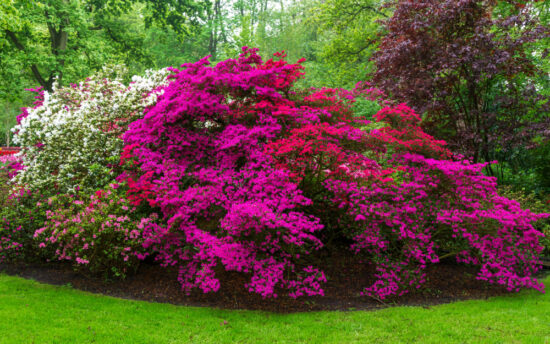 When And How To Prune Azaleas Here By Design