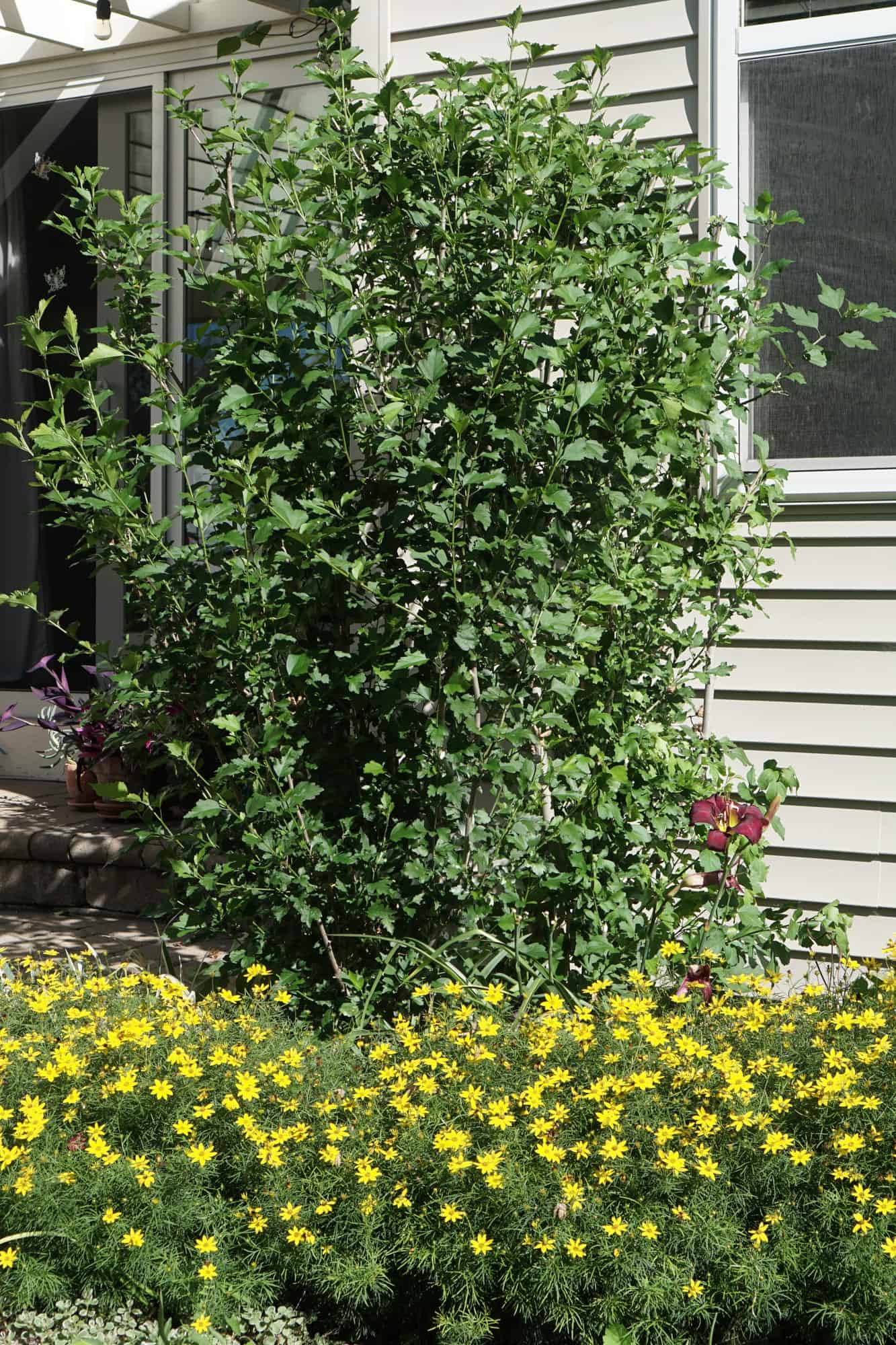 What To Do When Half Your Rose Of Sharon Bites The Dust Here She Grows