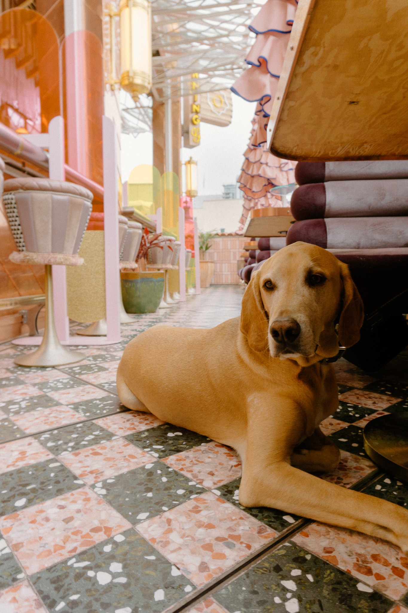 San Diego S Coolest Dog Friendly Places Her Jolie Journey