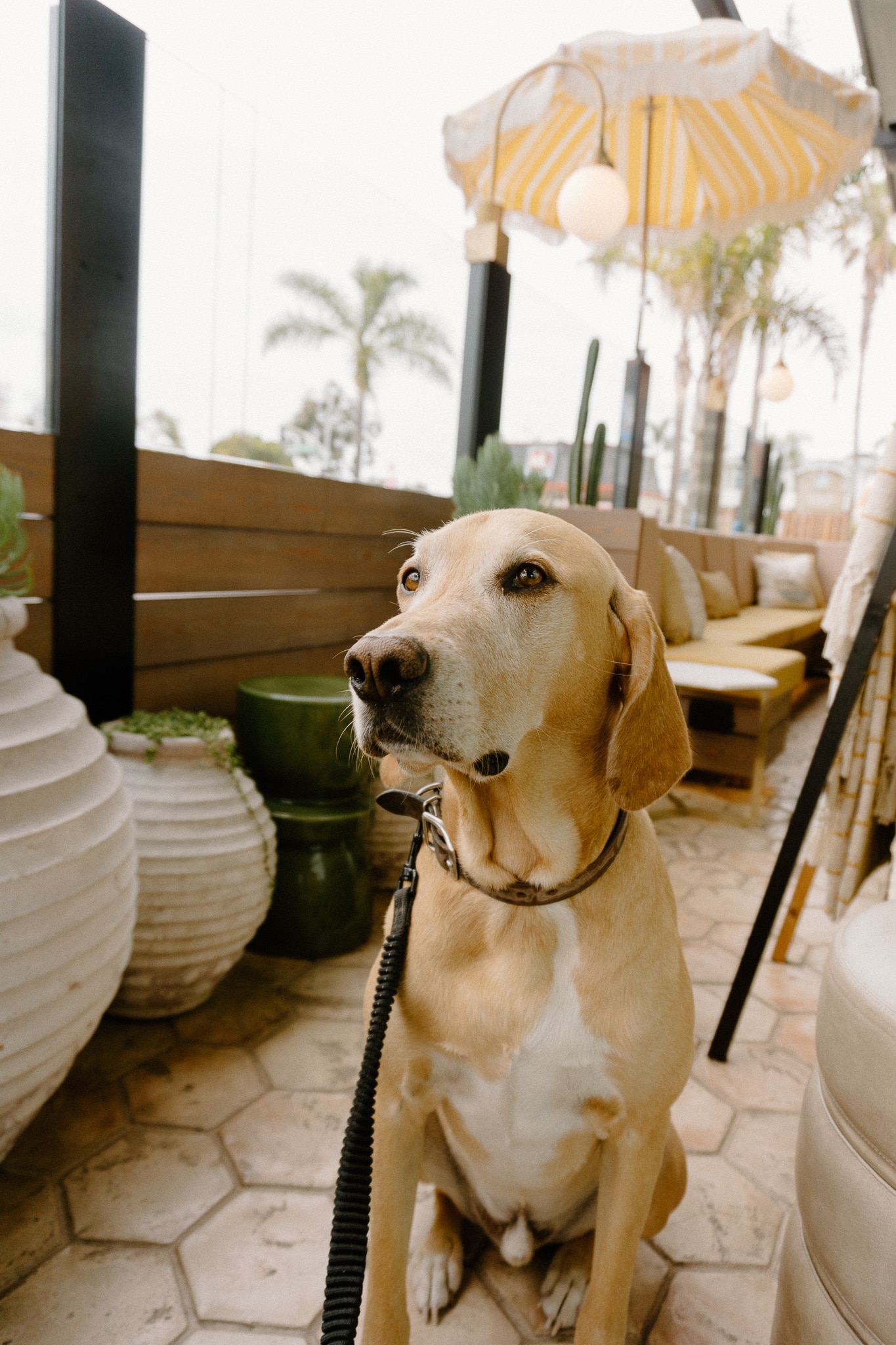 San Diego S Coolest Dog Friendly Places Her Jolie Journey