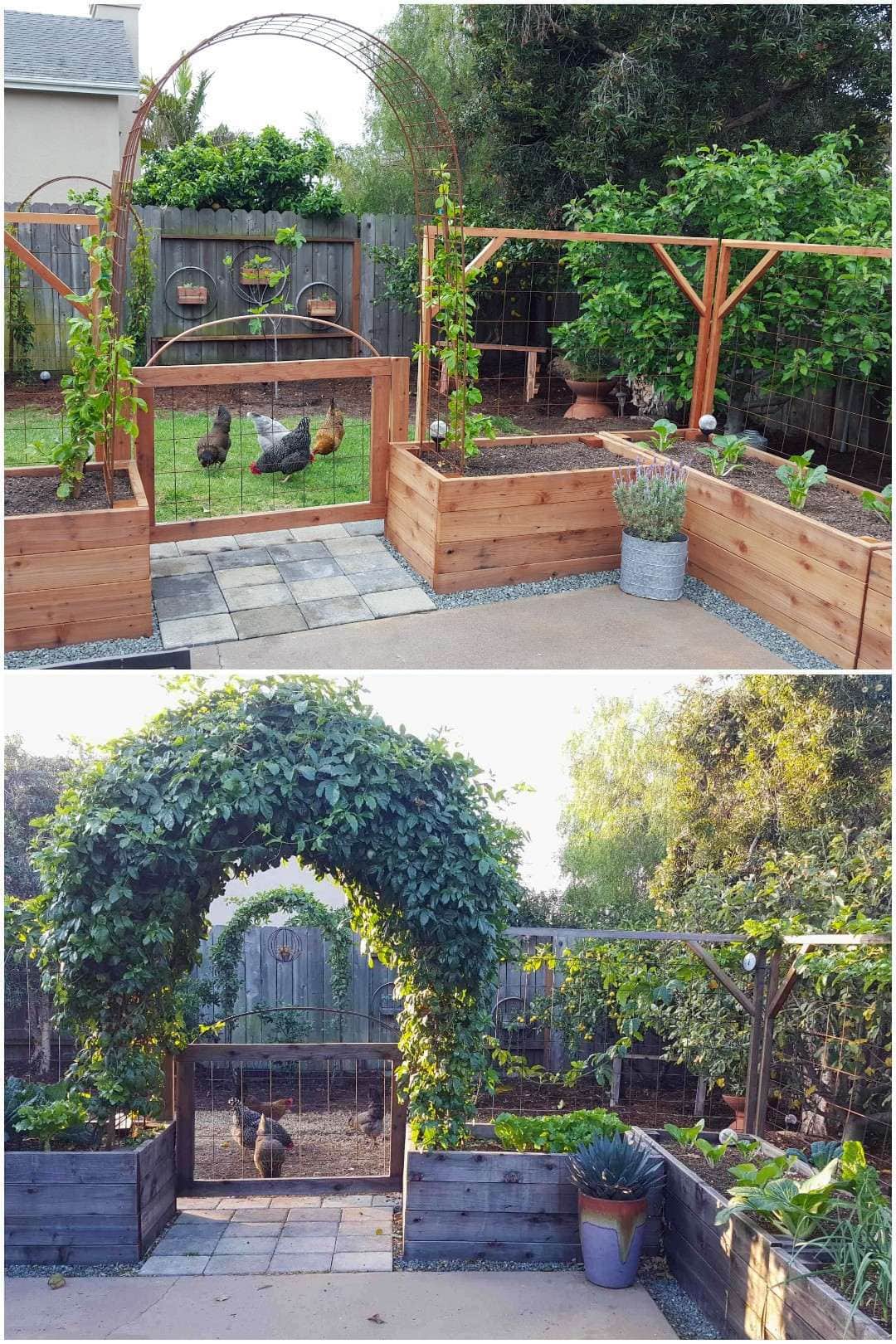 How To Grow Purple Passion Fruit Vs Maypops The Ultimate Guide Homestead And Chill