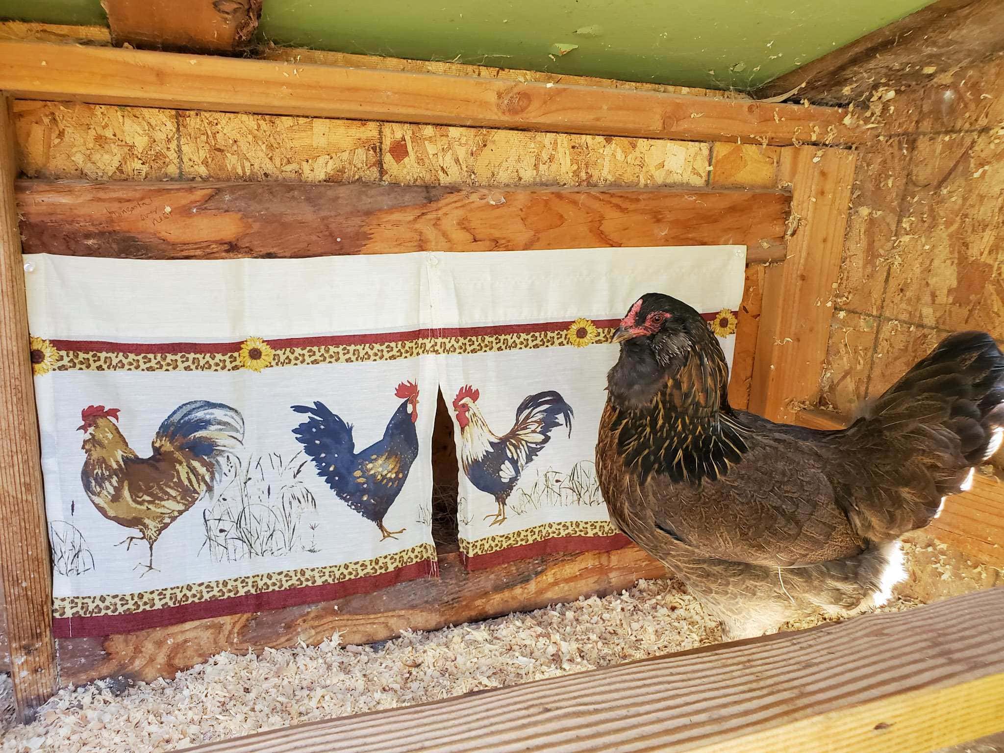 How to Keep a Single Chicken Happy