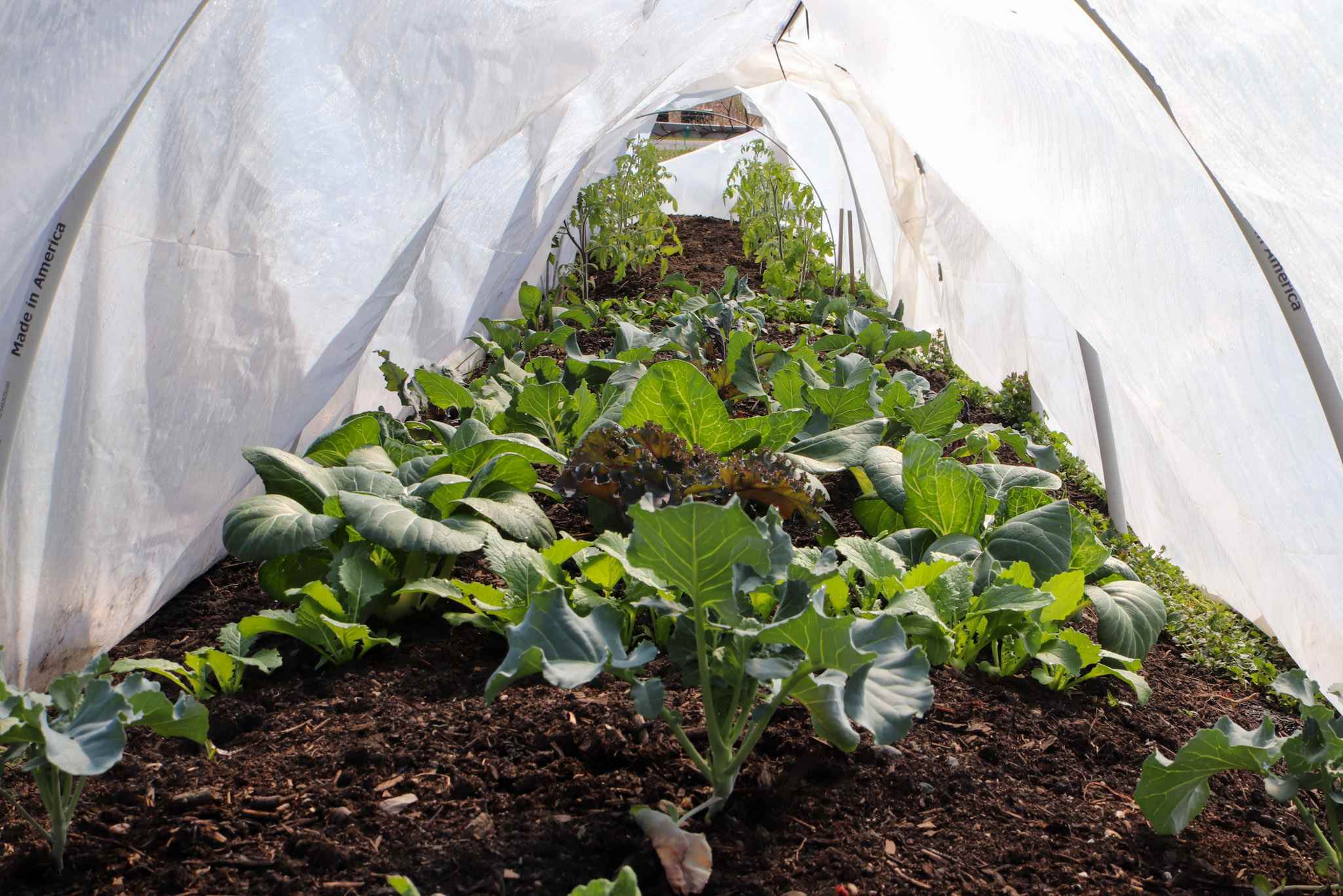 7 Ways To Protect Plants From Frost Damage Homestead And Chill
