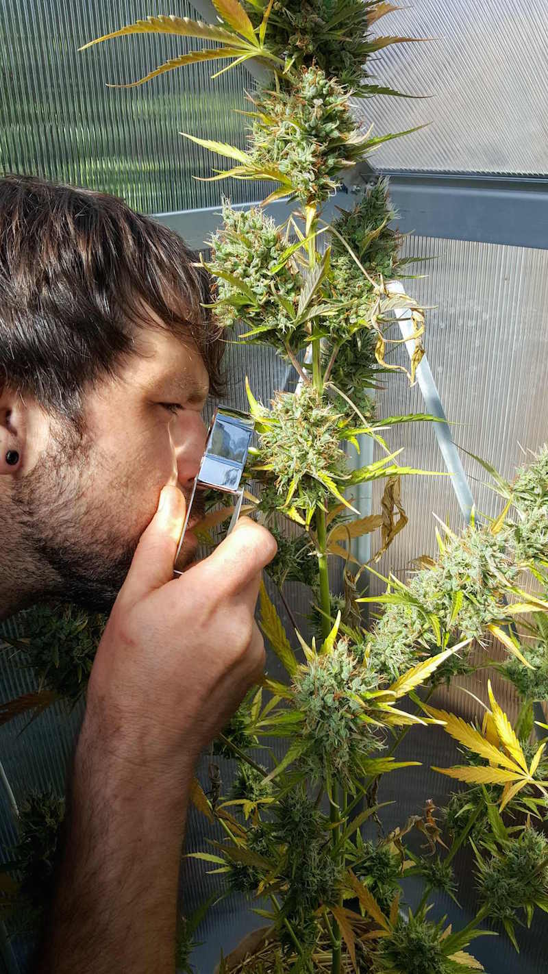 How To Harvest Dry Trim Cure Store Homegrown Cannabis The Ultimate Guide Homestead And Chill