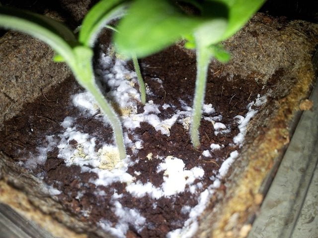 How To Prevent Green Algae Or White Mold On Seedling Soil Homestead And Chill