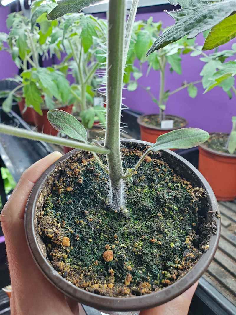 How To Prevent Green Algae Or White Mold On Seedling Soil Homestead And Chill