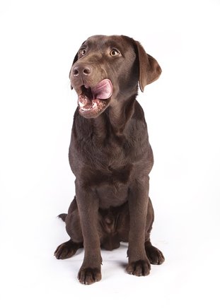 Review Thundershirt Ervaringen Is Dit Een Goed Product