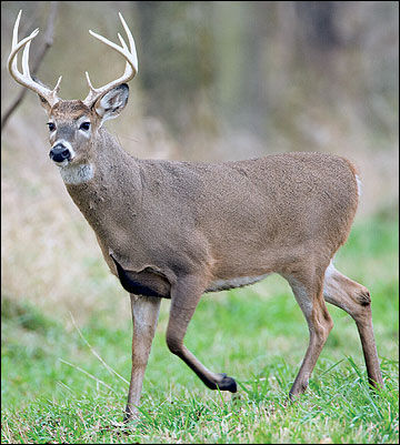Deer Season Starts In Missouri Houston Herald