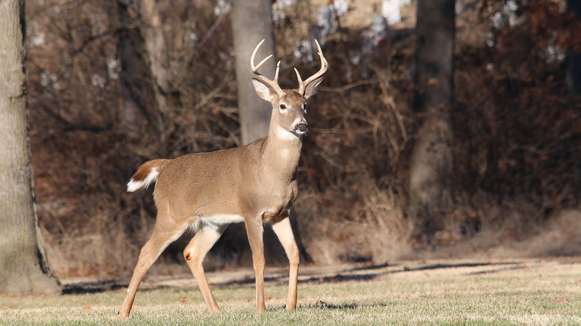 Conservation Department Shares Key Information For Upcoming Deer Season Houston Herald