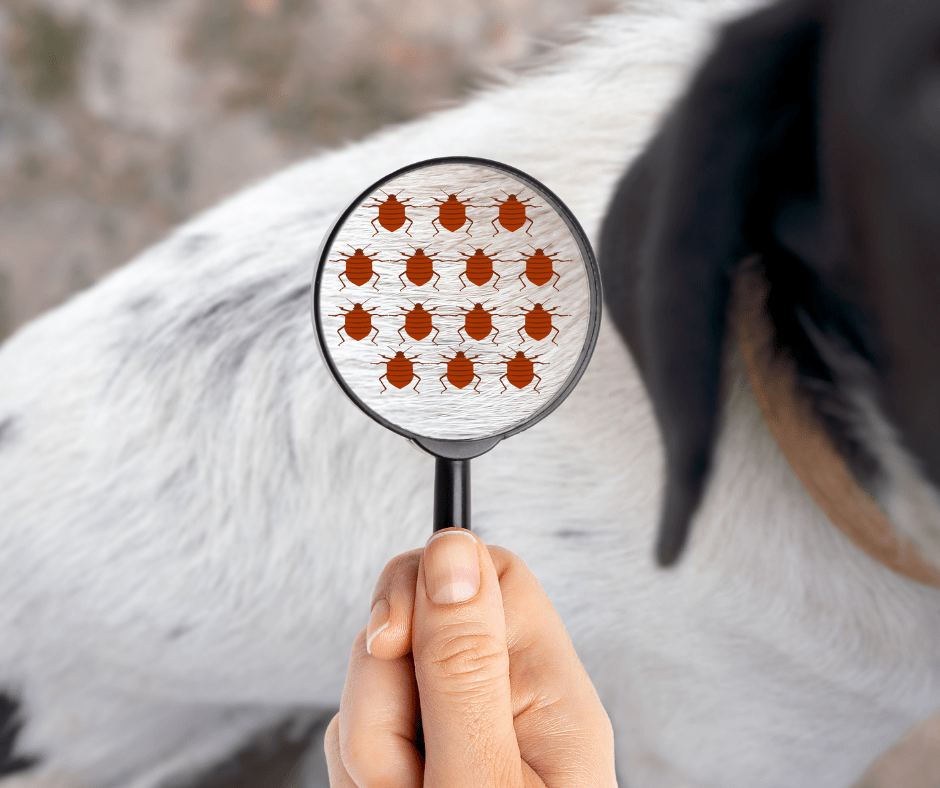 Flea and tick protection