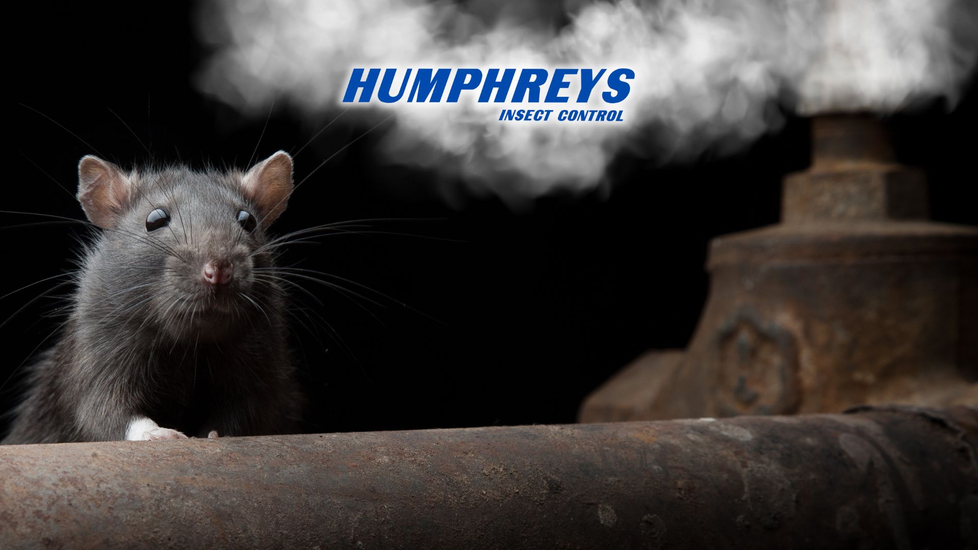 Get rats out with fall pest control