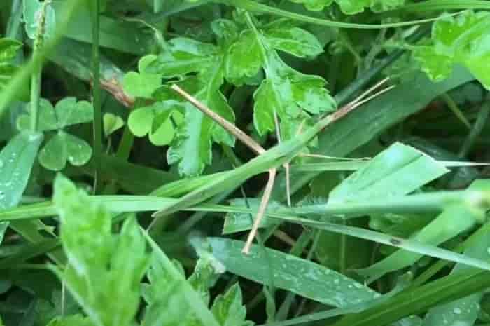 ショウリョウバッタのエサは何