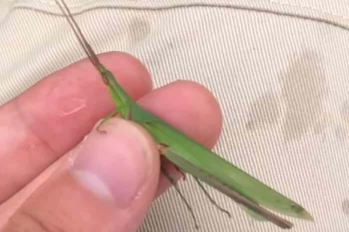 ショウリョウバッタの捕まえ方