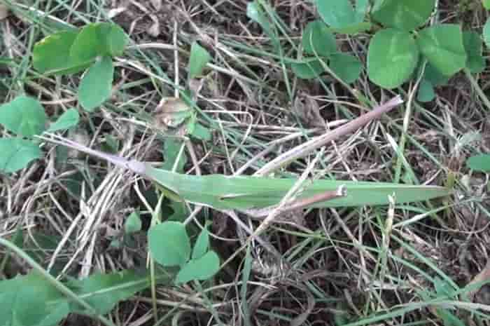 ショウリョウバッタの飼い方