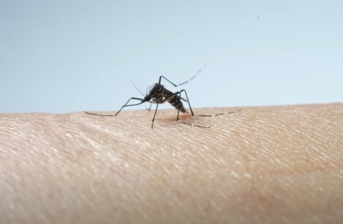 蚊の時期はいつ