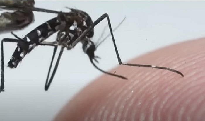 蚊が活発に活動する気温