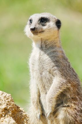 ミーアキャット立つ