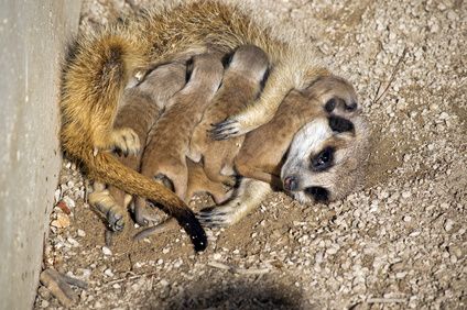 ミーアキャットの子供
