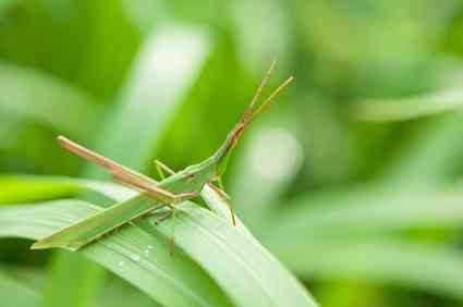 ショウリョウバッタの飼い方 エサは何を食べるの 寿命はどのくらいなのかも調べてみた 井戸端会議