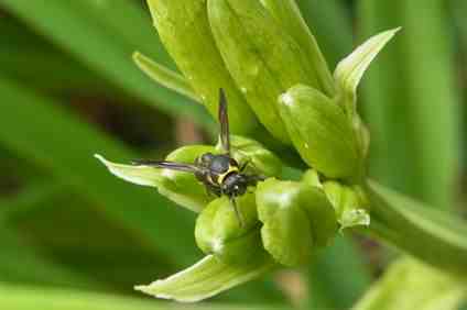 カタグロチビドロバチ