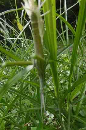 ショウリョウバッタの脱皮