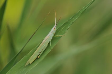 ショウリョウバッタモドキ