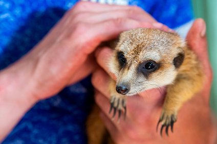 ミーアキャットを飼う
