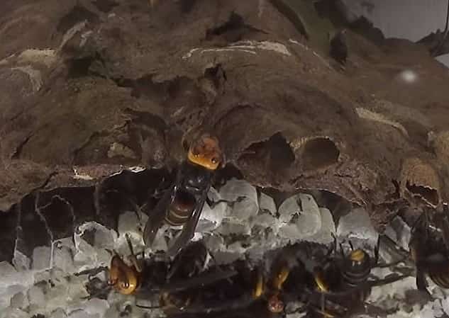 スズメバチの巣の中の写真