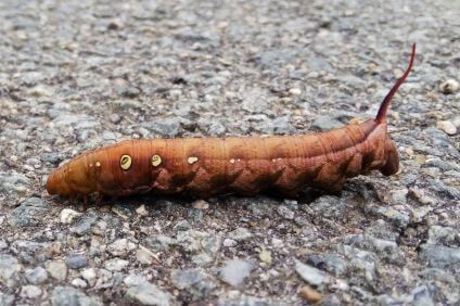 スズメガの幼虫の駆除 葉から取る方法と薬剤で植物や人体に影響は 井戸端会議 スズメガの幼虫の駆除 葉から取る方法と薬剤で植物や人体に影響は 井戸端会議