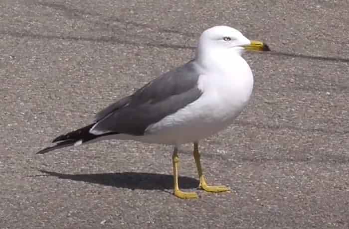 ウミネコの生態