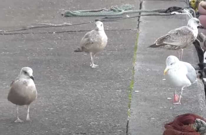 カモメとウミネコの違い