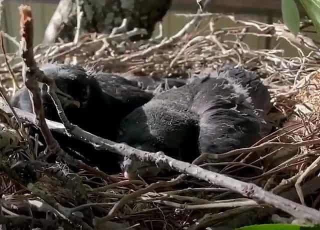 カラスの子供を見ない理由