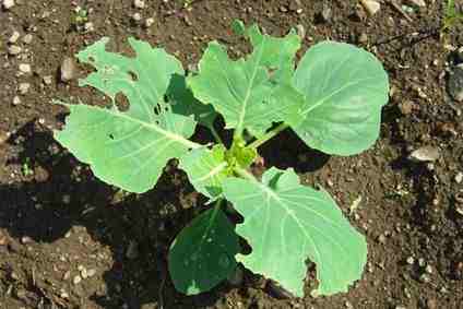 キャベツ虫食い