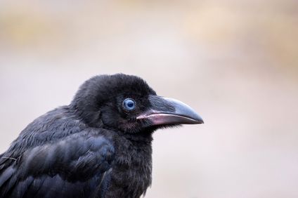 カラスの子供
