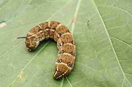 セスジスズメガの幼虫