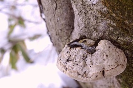 ぶなさるのこしかけ写真