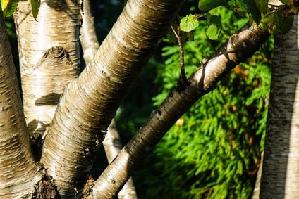 ブナの木の写真