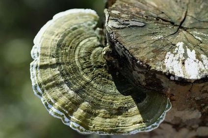 ブナサルノコシカケの画像