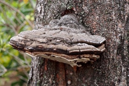 W 1vuche2gx2bm W 1vuche2gx2bm