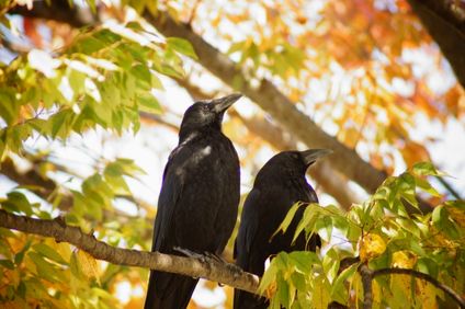 カラスつがい