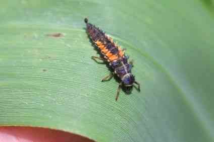 ナミテントウの幼虫